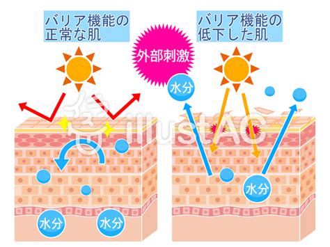 健康的皮膚|健康な肌とは 症状別対策BOOK 